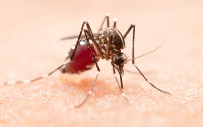 Virus Usutu: ¿cómo se transmite y qué síntomas causa?