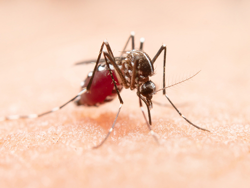 Virus Usutu: ¿cómo se transmite y qué síntomas causa? Imagen33023D