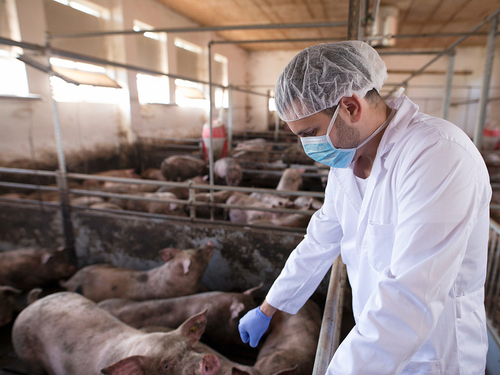 Gripe porcina: cómo se transmite y qué riesgos plantea Imagen33716D