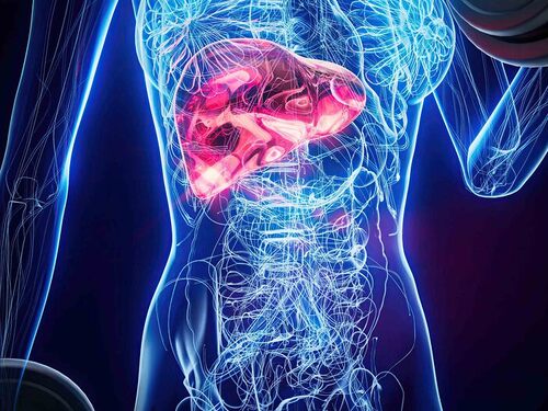 Hígado graso y riesgo cardíaco: el preocupante vínculo con la placa arterial inestable Imagen34219D
