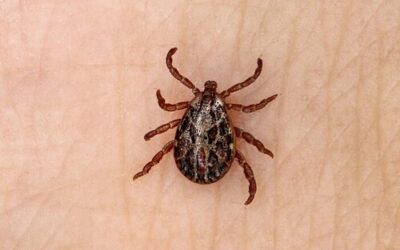 Cómo prevenir y reaccionar ante la picadura de garrapata