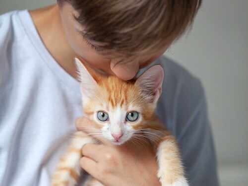 Ni más asma ni más alergias: lo que realmente ocurre cuando los niños viven con gatos Imagen34327D