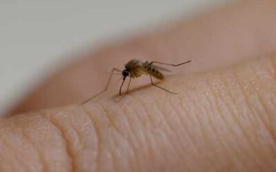 Cuando un mosquito nos pica: las dos complicaciones que debes tener en cuenta