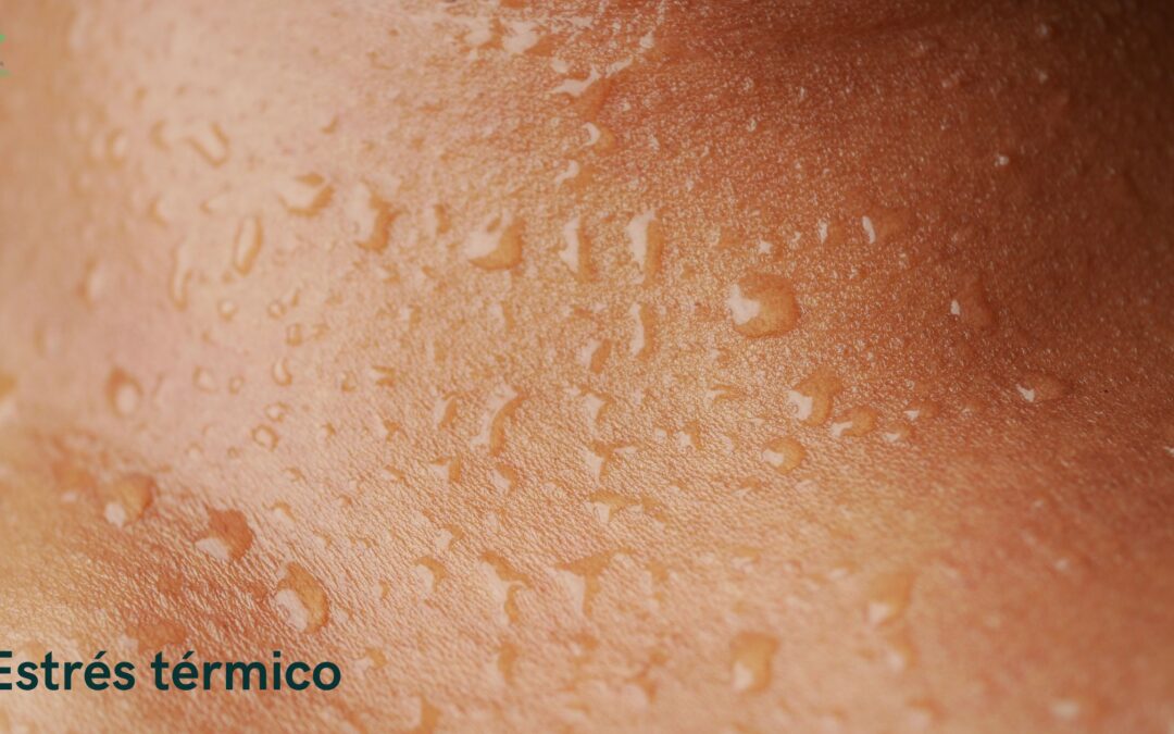 Farmacia Frechina Sudoracion De La Piel Menopausia