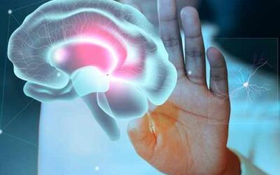 El cerebro está compuesto por dos órganos separados: un hallazgo cambia lo que se sabía sobre su desarrollo