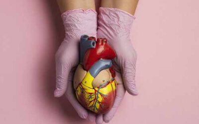 Descubren que la obesidad puede alterar y perjudicar la relajación el corazón